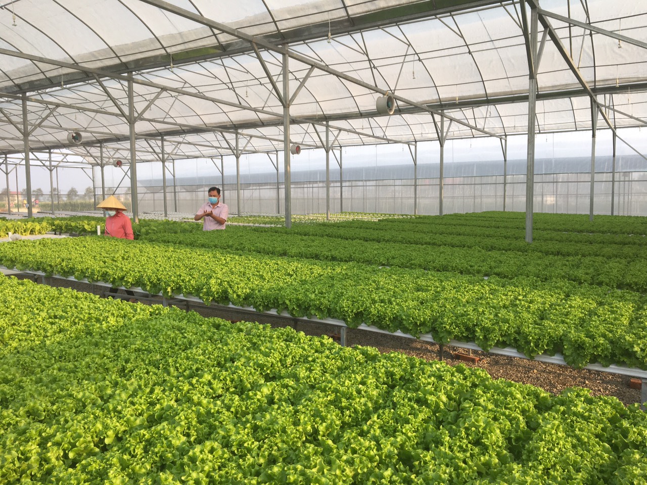 Sản phẩm rau thuỷ canh của hợp tác xã nông nghiệp Phú Lộc bước đầu cho hiệu quả kinh tế cao