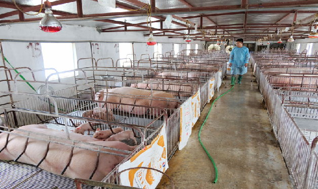 Vệ sinh an toàn thực phẩm trong chăn nuôi và sử dụng thịt lợn
